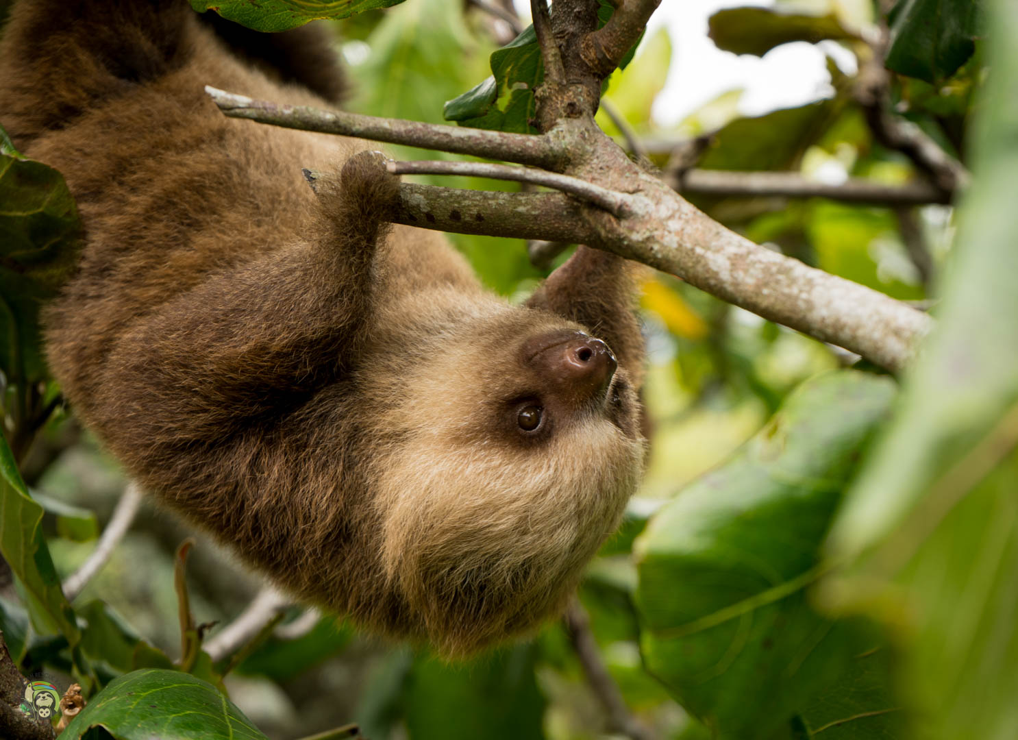 Slothies & Coffees Tour