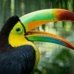 Symbolic Classic Adoption: Keel-Billed Toucan - Image 5