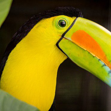 Symbolic Classic Adoption: Keel-Billed Toucan