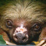 Sloth
