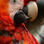 Symbolic Classic Adoption: Scarlet Macaw - Image 5