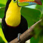 Symbolic Classic Adoption: Keel-Billed Toucan - Image 4