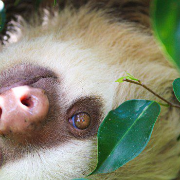 Symbolic Classic Adoption: Two-Fingered Sloth