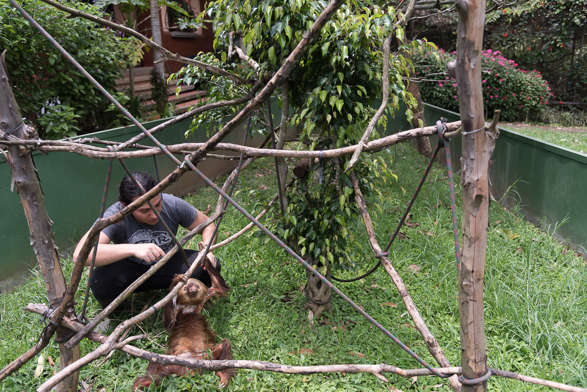 Sloth Rehabilitation Internship