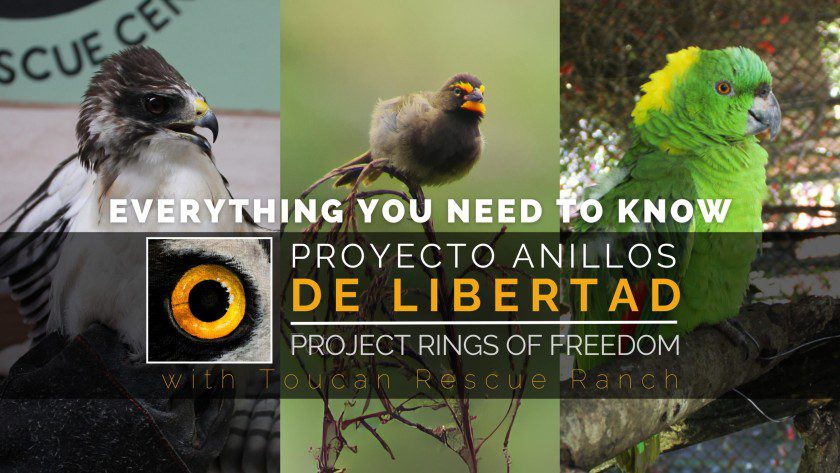 Bird Banding Project: Anillos de Libertad