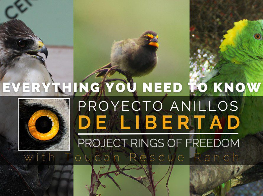 Bird Banding Project: Anillos de Libertad