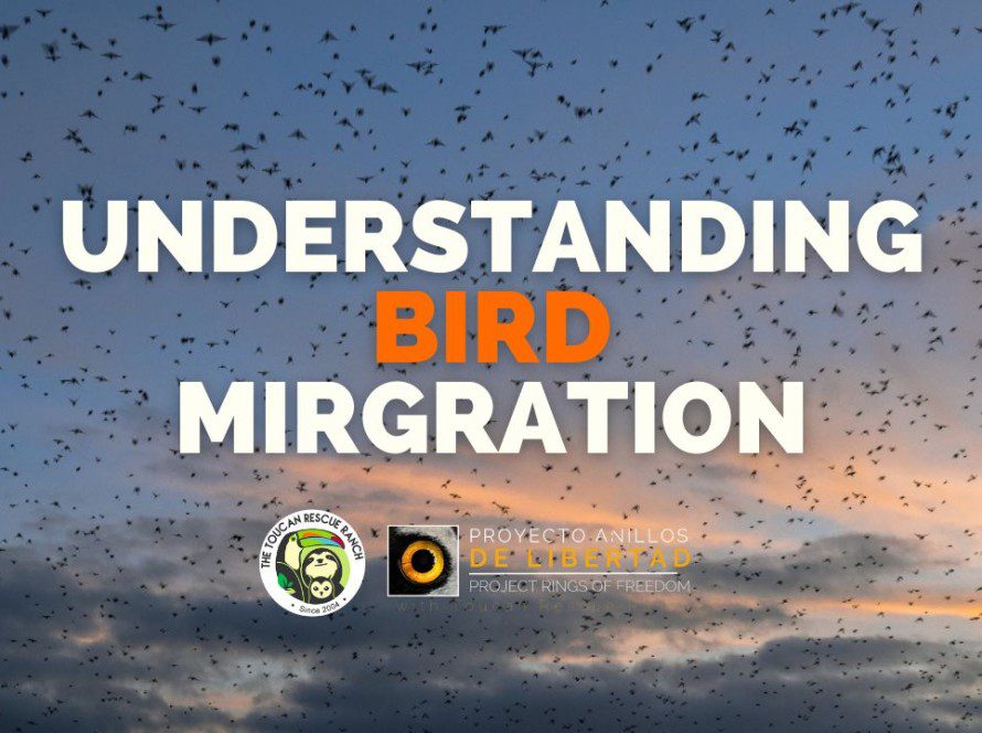 Understanding Bird Migration