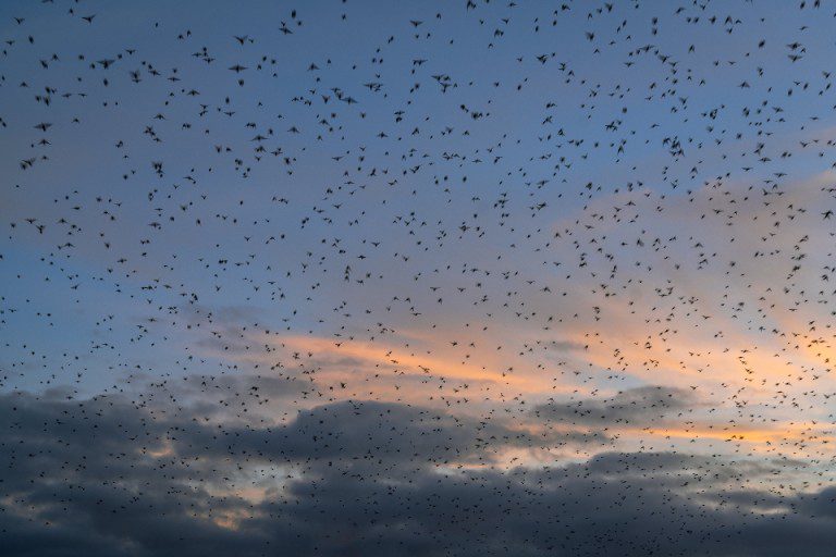 Birds migrating