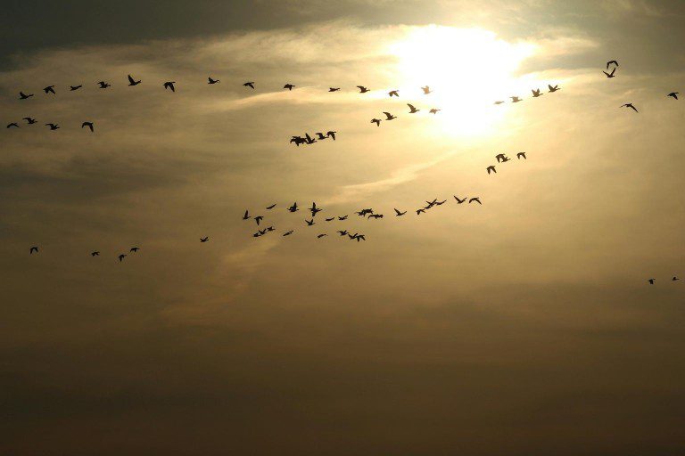 Birds migrating