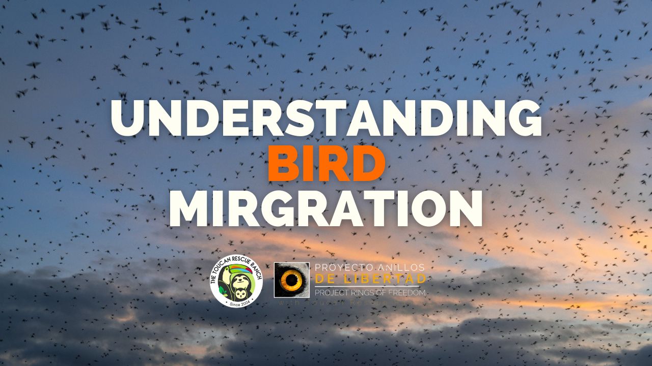 Understanding Bird Migration