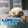 Save Lives and Support Wildlife Care at Toucan Rescue Ranch this #GivingTuesday!