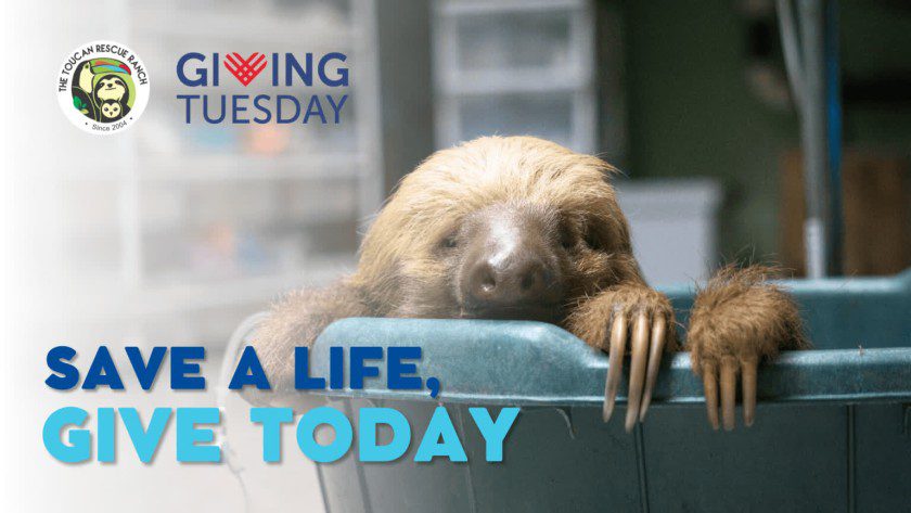 Giving Tuesday - Save a life, give today