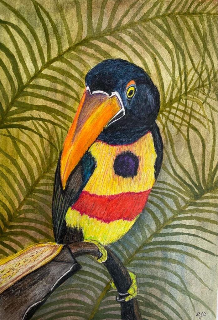 Eric Cohen | Portrait of an Aracari