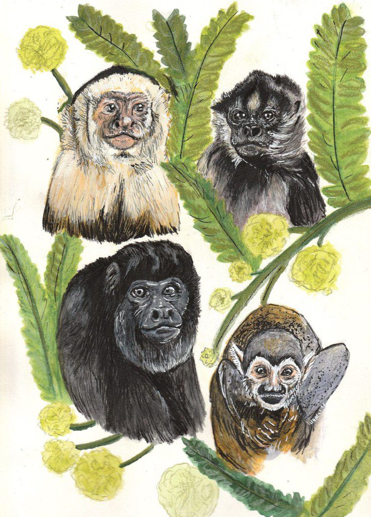 Teresa Clark | Monkeys of Costa Rica