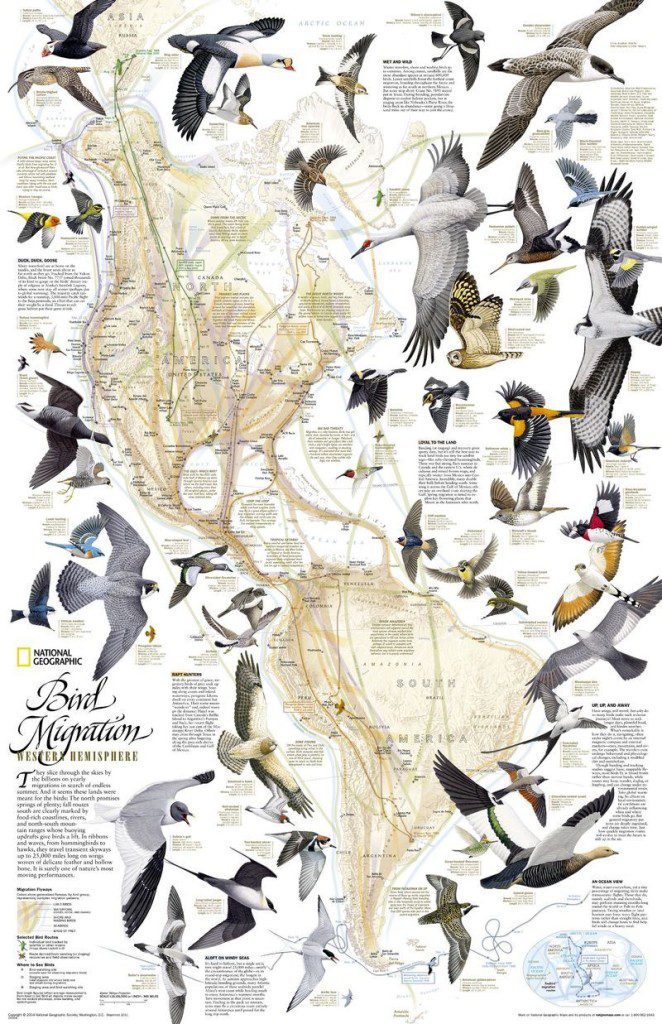 Bird Migration Nat-Geo