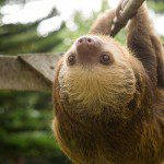 Symbolic Classic Adoption: Two-Fingered Sloth - Image 5