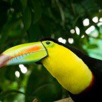 Symbolic Classic Adoption: Keel-Billed Toucan - Image 3