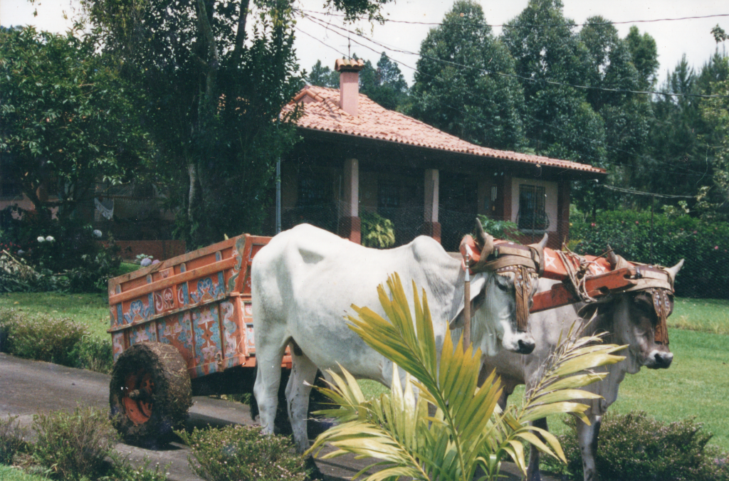 Traditional working cattle with Costa Rica's colorful ox carts at Toucan Rescue Ranch