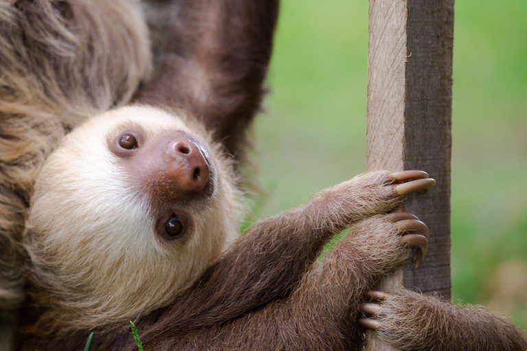 Toucan Rescue Ranch Keel 2F Sloth by Sean