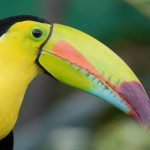 Symbolic Classic Adoption: Keel-Billed Toucan - Image 2