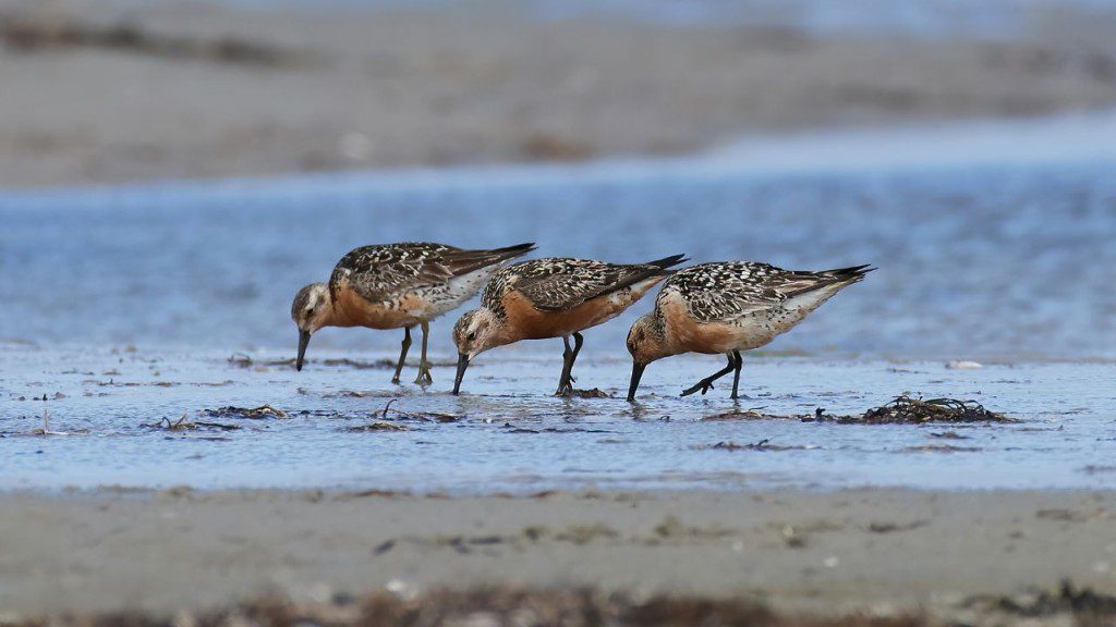 Red knot calidris cantus