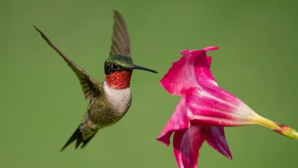 Ruby throated hummingbird