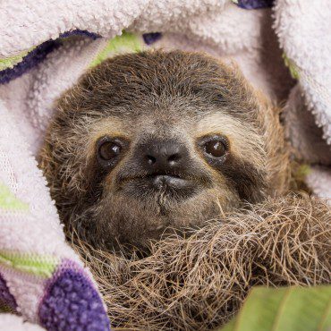 Symbolic Classic Adoption: Three-Fingered Sloth