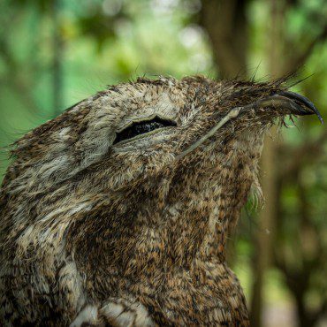 Symbolic Classic Adoption: Great Potoo