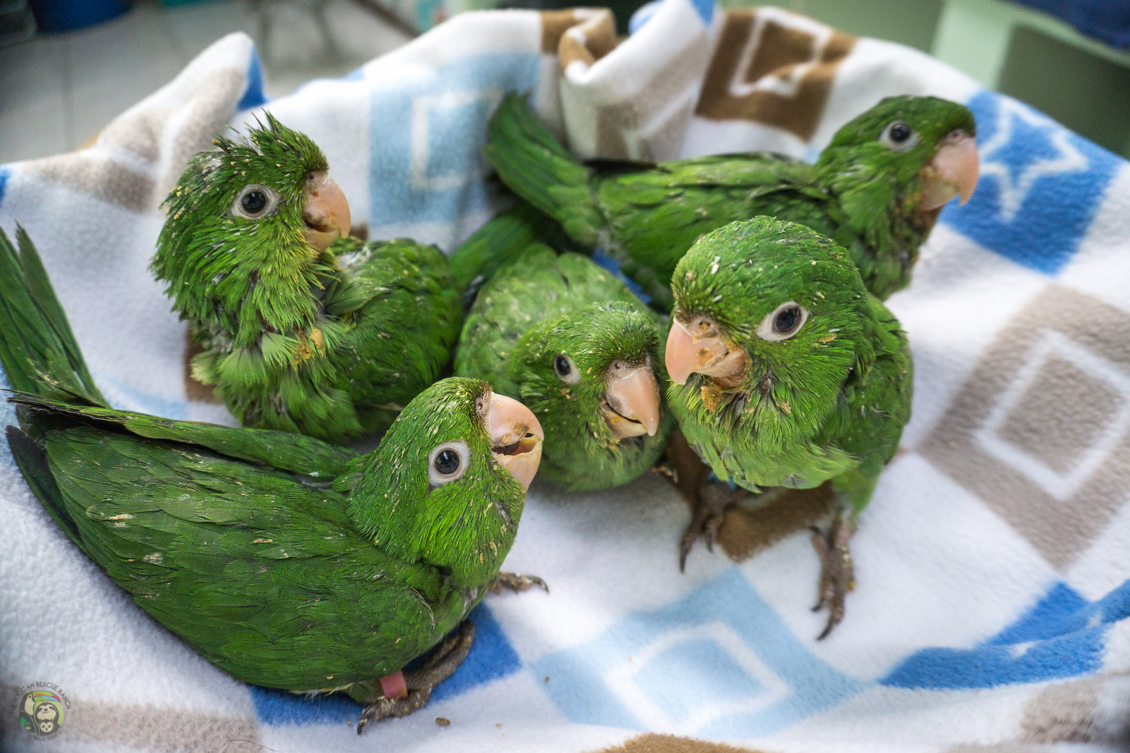 Tropical Birds of Toucan Rescue Ranch Classroom