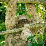 Symbolic Classic Adoption: Three-Fingered Sloth - Image 5