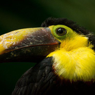 Symbolic Classic Adoption: Chestnut-Mandibled Toucan