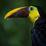 Symbolic Classic Adoption: Chestnut-Mandibled Toucan - Image 4