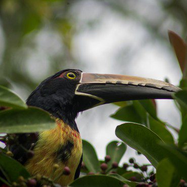 Symbolic Classic Adoption: Collared Aracari