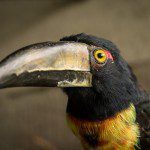Symbolic Classic Adoption: Collared Aracari - Image 2