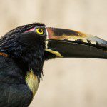 Symbolic Classic Adoption: Collared Aracari - Image 3