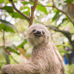 Symbolic Classic Adoption: Three-Fingered Sloth - Image 3
