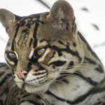 Symbolic Classic Adoption: Ocelot - Image 7