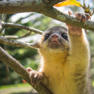 Symbolic Classic Adoption: Kinkajou