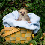 Symbolic Classic Adoption: Kinkajou - Image 5