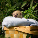 Symbolic Classic Adoption: Kinkajou - Image 2