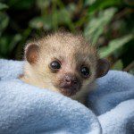 Symbolic Classic Adoption: Kinkajou - Image 4