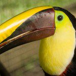 Symbolic Classic Adoption: Chestnut-Mandibled Toucan - Image 2