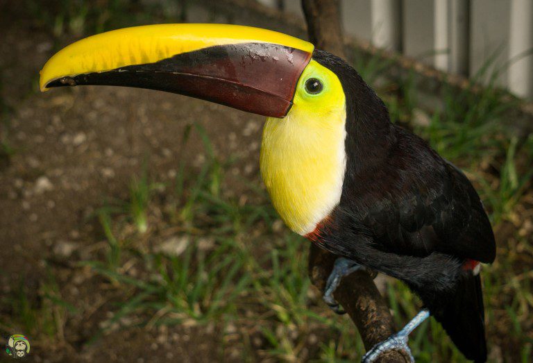 Moonshine Swainson Toucan (9)