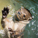 Symbolic Classic Adoption: Neotropical River Otter - Image 4