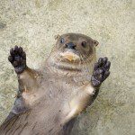 Symbolic Classic Adoption: Neotropical River Otter - Image 2
