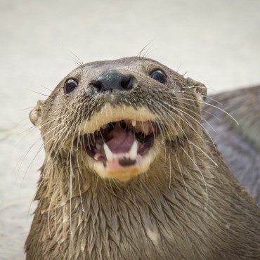 Symbolic Classic Adoption: Neotropical River Otter