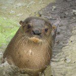 Symbolic Classic Adoption: Neotropical River Otter - Image 5