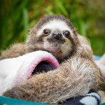 Symbolic Classic Adoption: Three-Fingered Sloth - Image 6