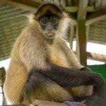 Symbolic Classic Adoption: Spider Monkey - Image 5