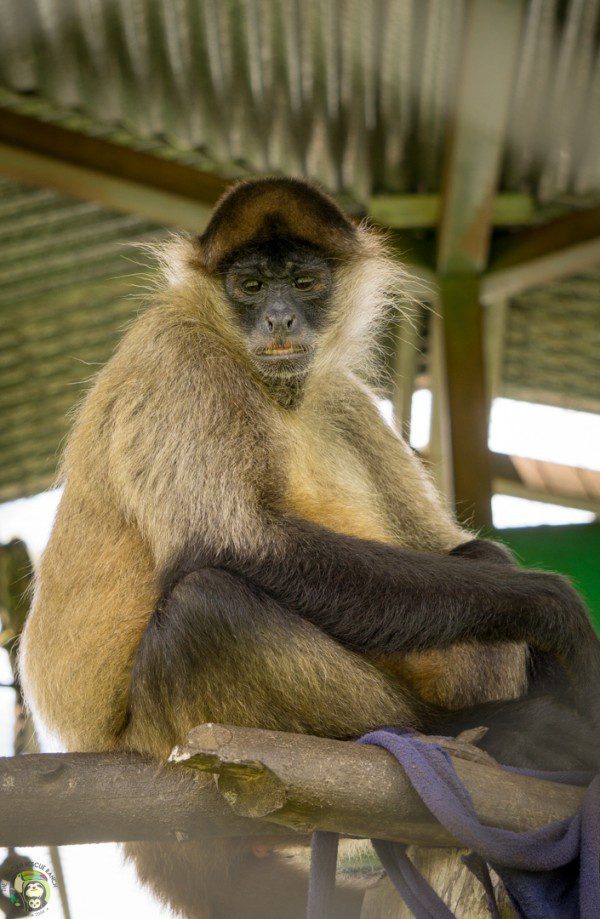 Symbolic Classic Adoption: Spider Monkey - Image 5